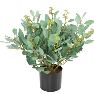 eucalyptus plant scaled