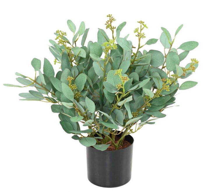 eucalyptus plant scaled