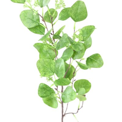 eucalyptus spray 85 scaled