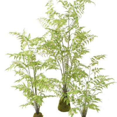 fern 130 scaled