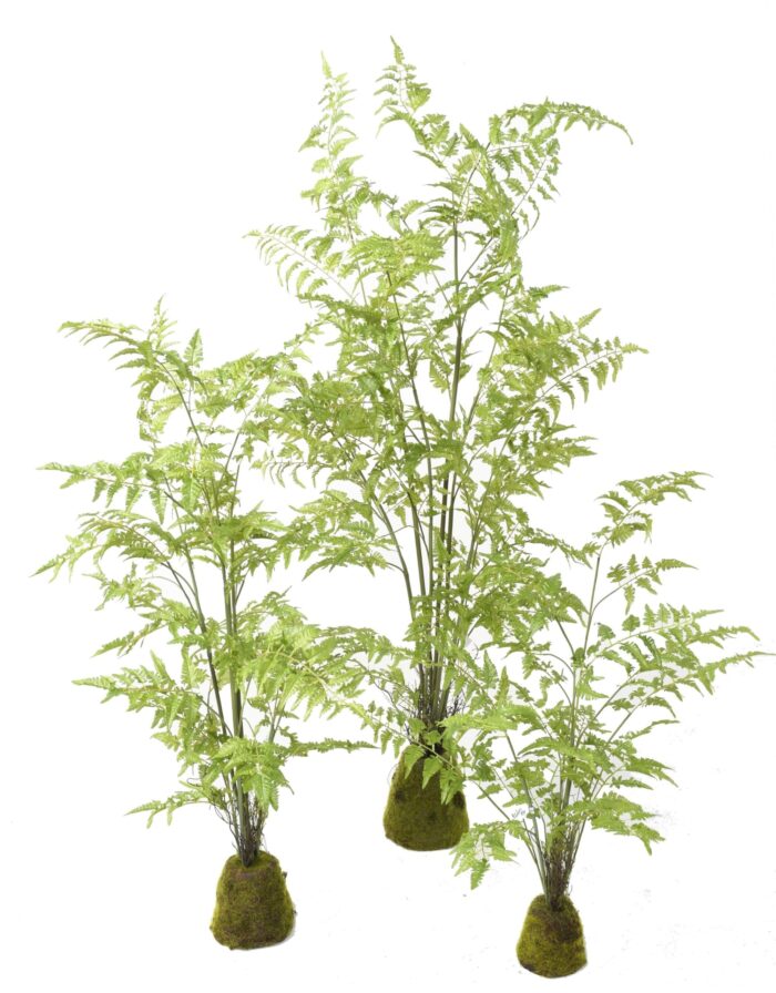 fern 170 scaled