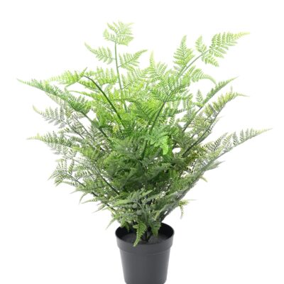 fern australian 60 scaled