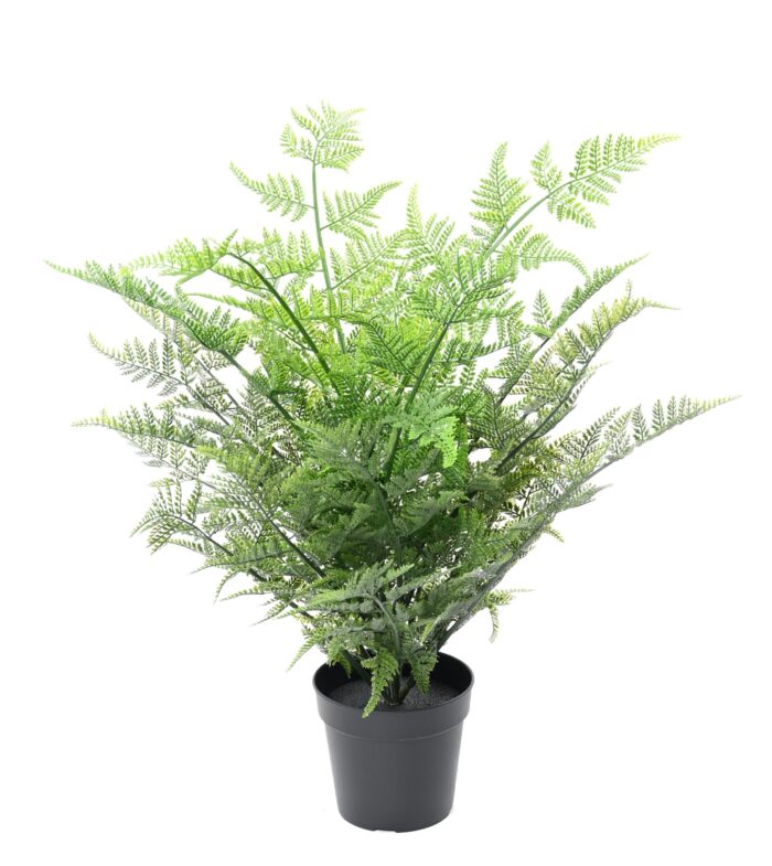 fern australian 60 scaled