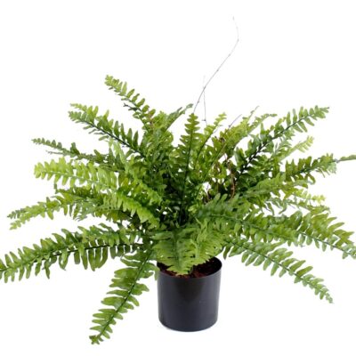 fern boston 42 in pot