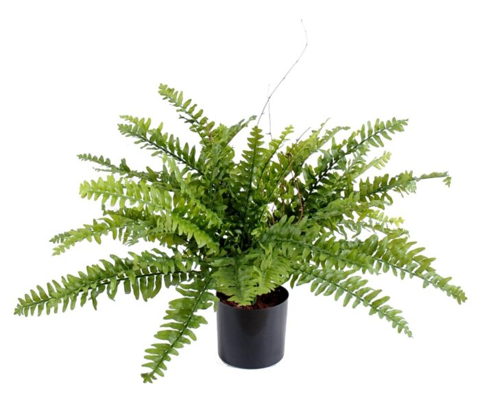 fern boston 42 in pot
