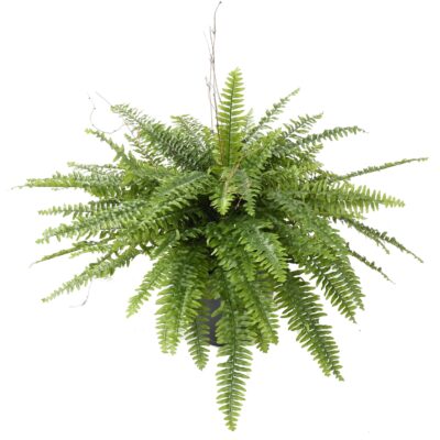 fern boston geant pot scaled