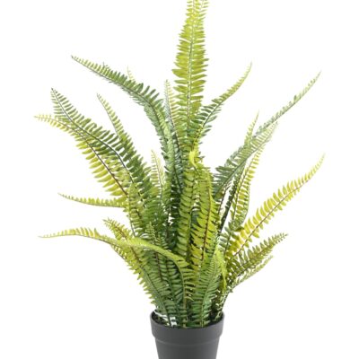 fern boston plast 75 scaled