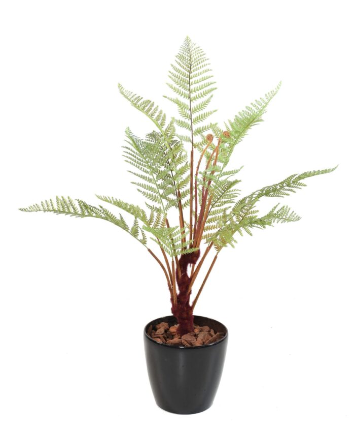 fern diksonia scaled