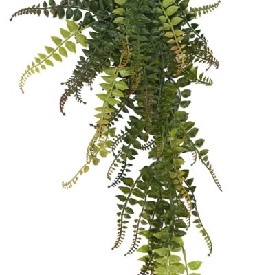 fern fall 55 scaled