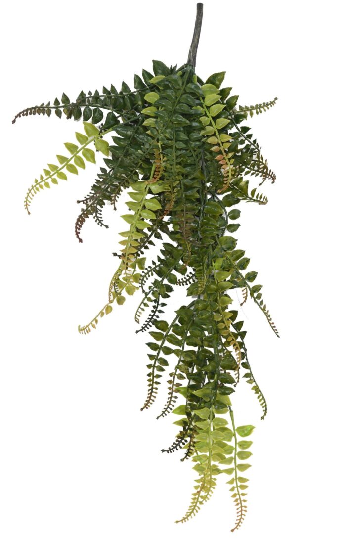 fern fall 55 scaled