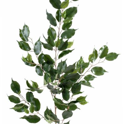 ficus exotica spray101