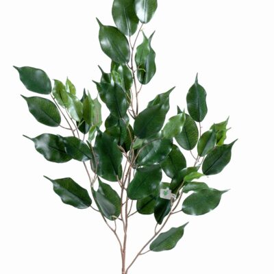 ficus exotica spray55