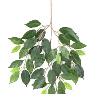 ficus fat spray48 scaled