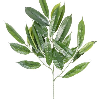 ficus longifolia spray25 scaled