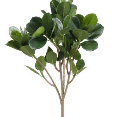 ficus panda microcarpa spray new