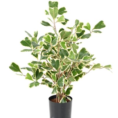 ficus triangularis scaled