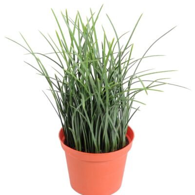 fine potted grass 1