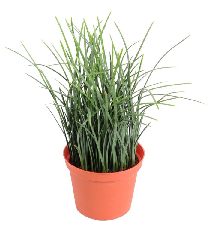 fine potted grass 1