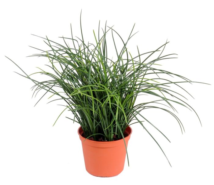 fine potted grass 2