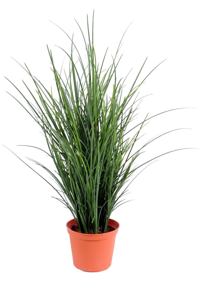fine potted grass