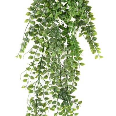 flowered dischidia scaled