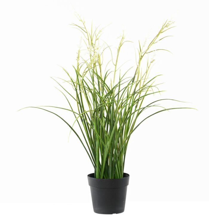 flowering acorus 45 pot 1 scaled