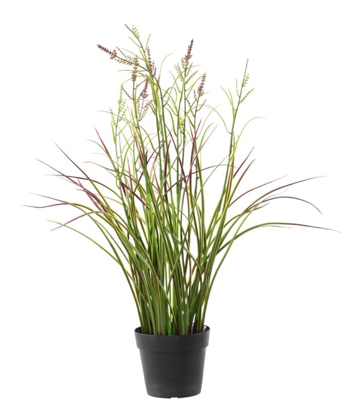 flowering acorus 45 pot scaled