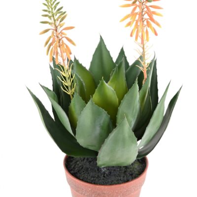 flowering agave scaled