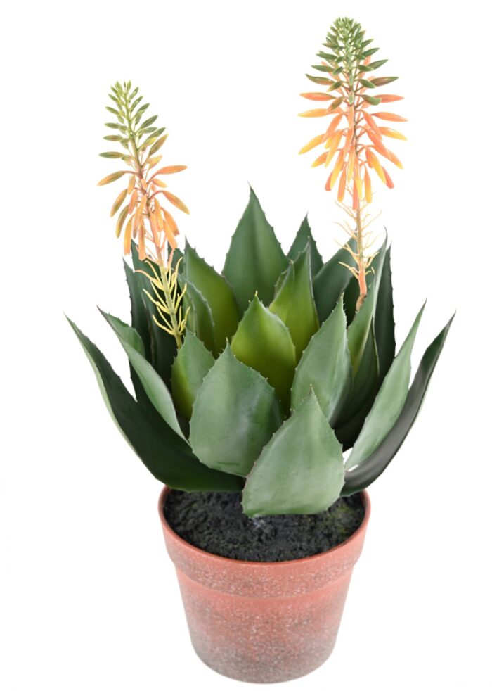 flowering agave scaled
