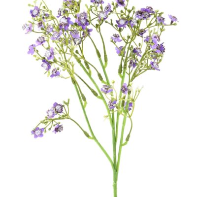 forget me not mini 1 scaled