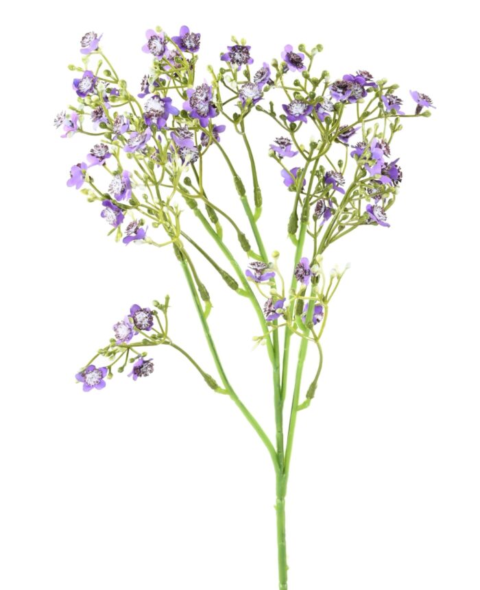 forget me not mini 1 scaled