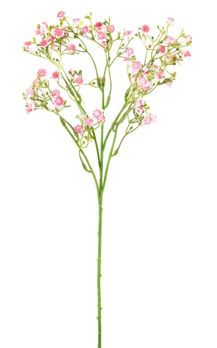 forget me not mini 2 scaled