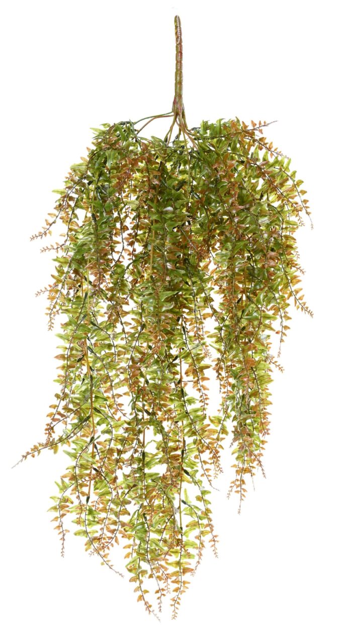 fougere fall plast 186fg scaled