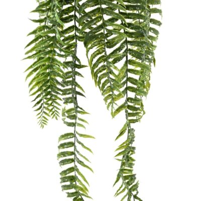 fougere falls 75 pot scaled