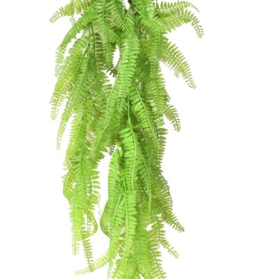 fougere fine fall scaled