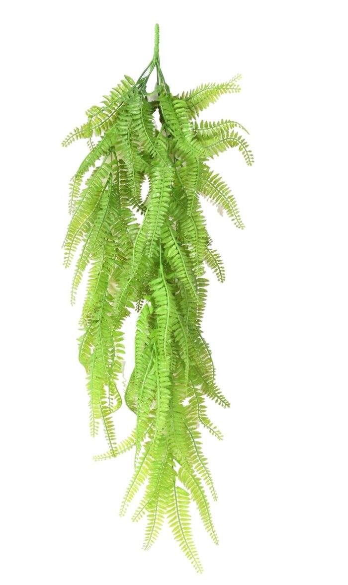 fougere fine fall scaled