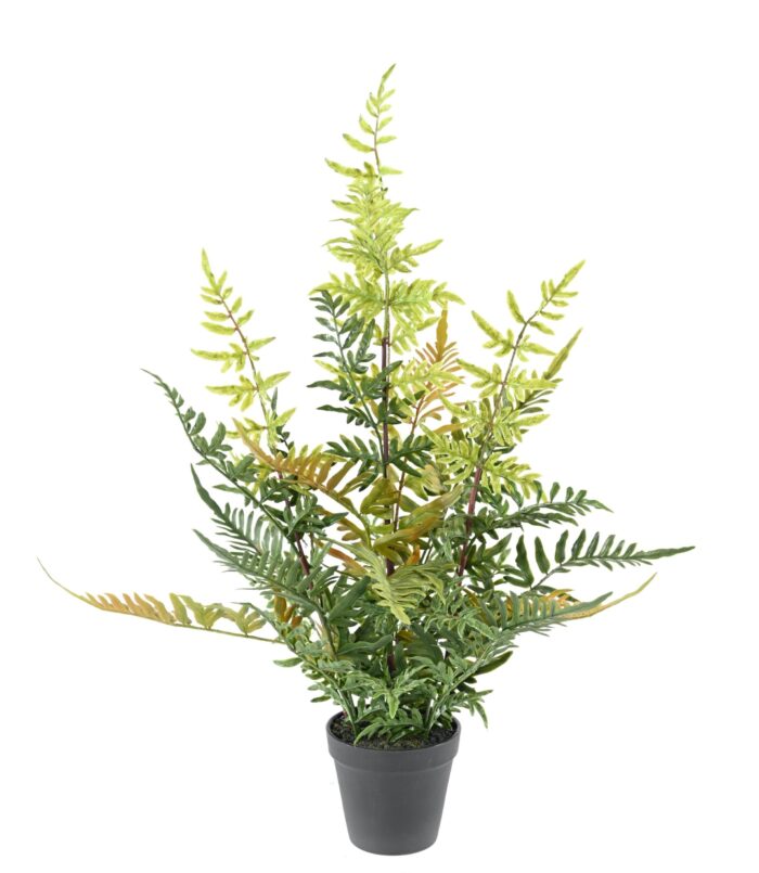fougere pot 60 scaled
