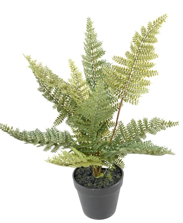 fougere pot scaled