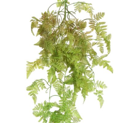 fougere spray scaled