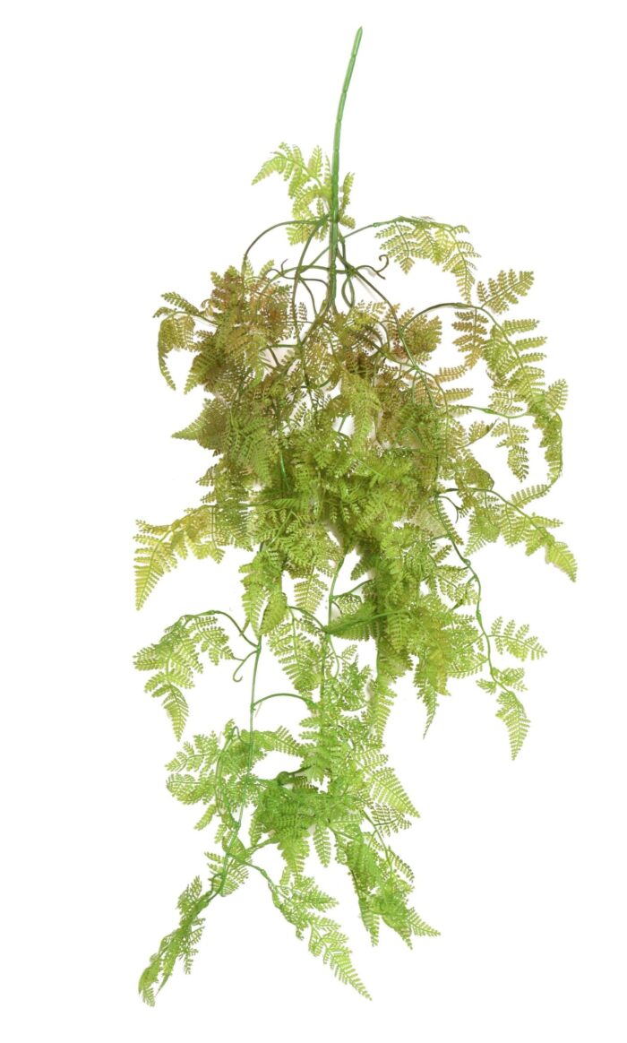 fougere spray scaled
