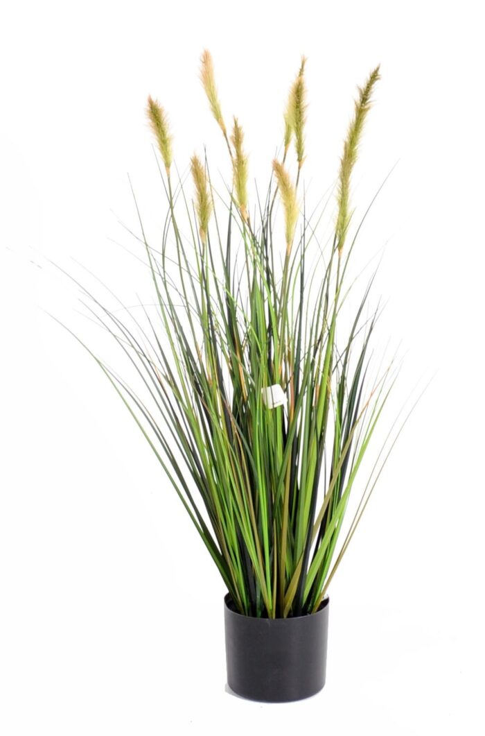 foxtail gf 1