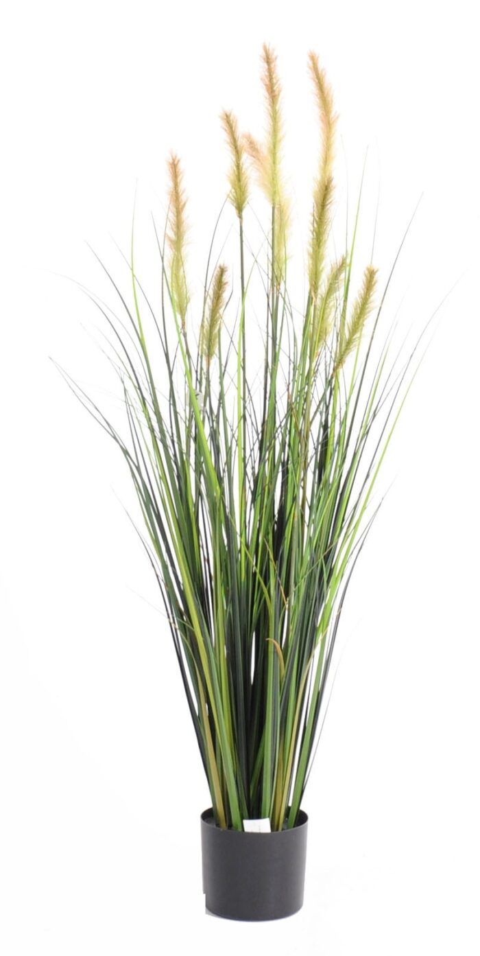 foxtail gf 3