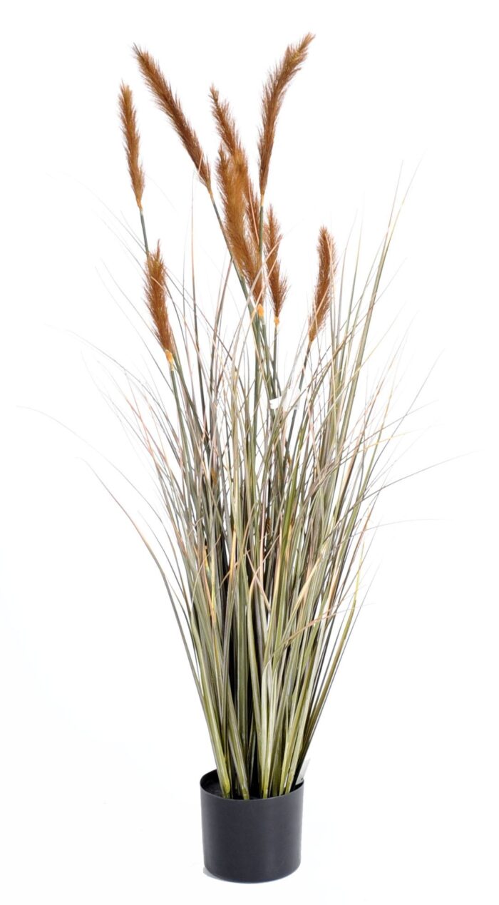 foxtail gf 4