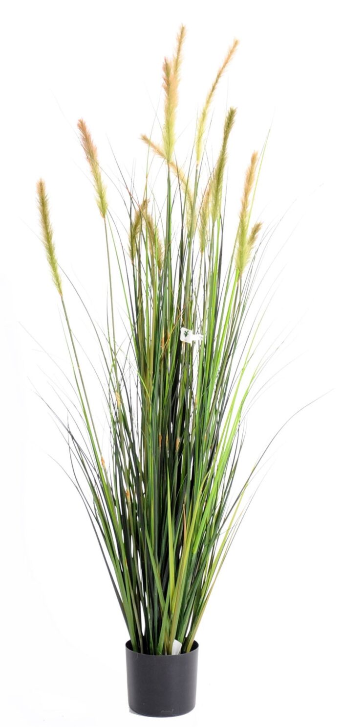 foxtail gf 5