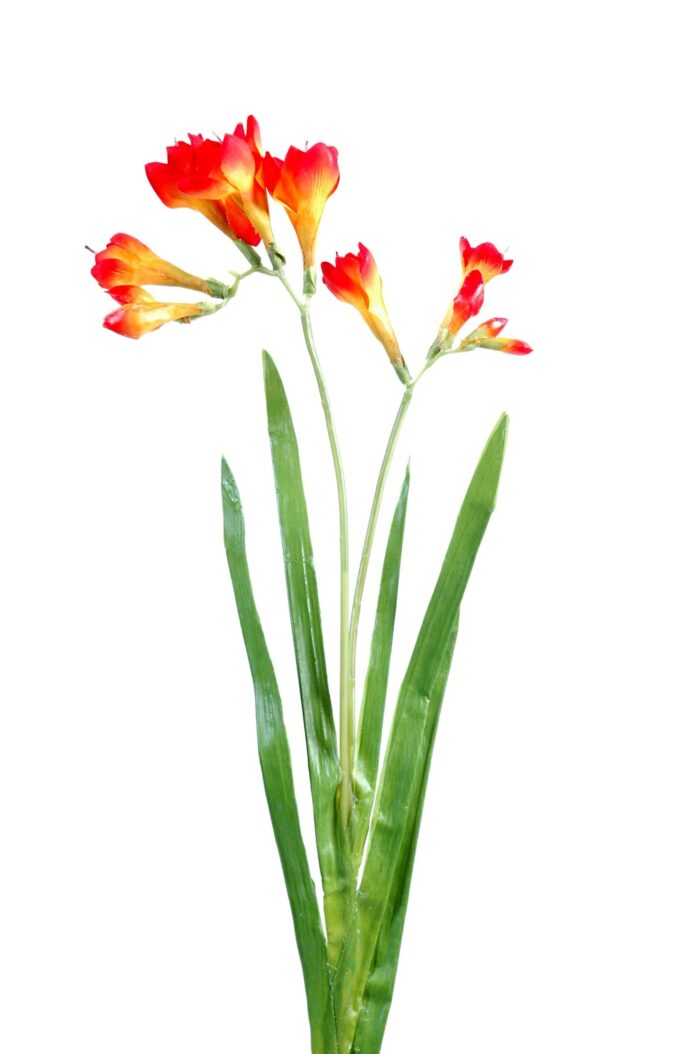 freesia l
