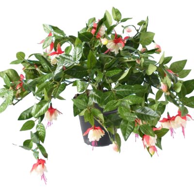 fuchsia hanging bush306 1 scaled