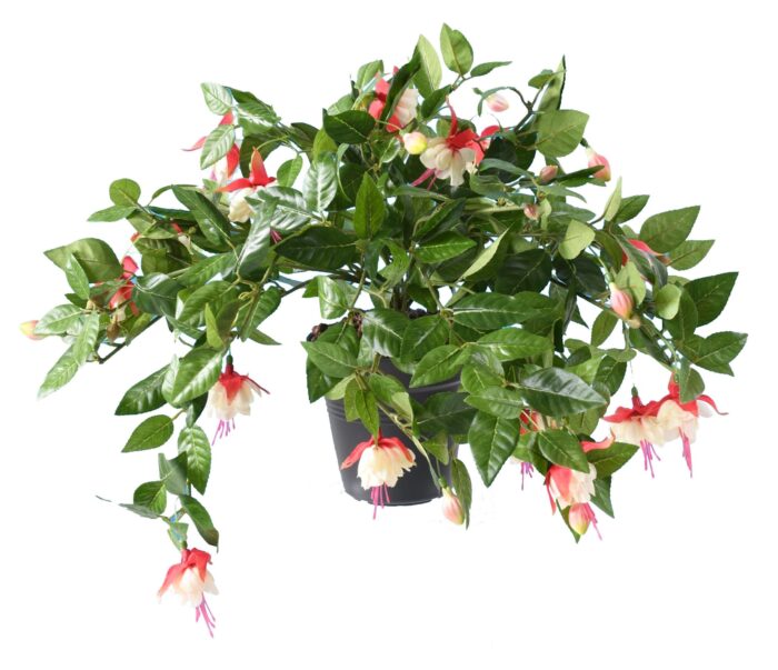 fuchsia hanging bush306 1 scaled