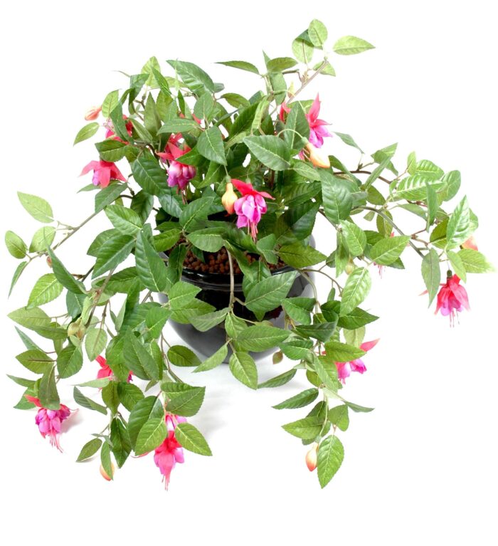 fuchsia hanging bush306