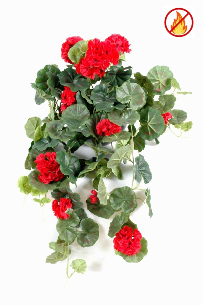 geranium hanging bush fr fire resistant 1 scaled