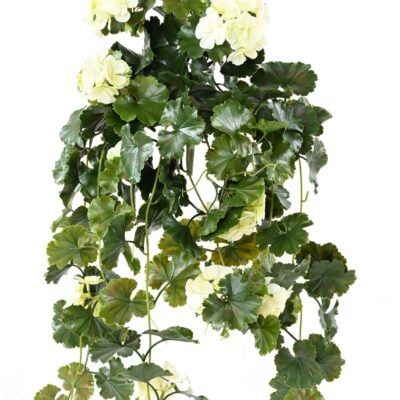 geranium hanging bush uv scaled